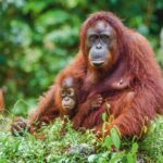 A_female_of_the_orangutan_with_a_cub_in_a_native_habitat._Bornean_orangutan_(Pongo_pygmaeus)_in_the_wild_nature.Rainforest_of_Island_Borneo._Indonesia